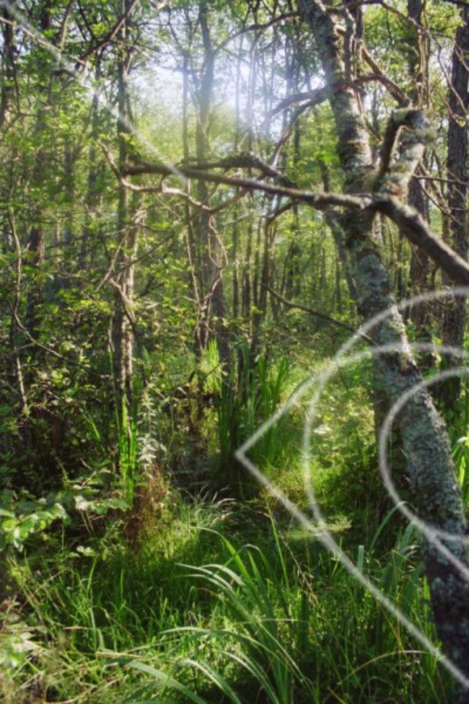 Sumpskog