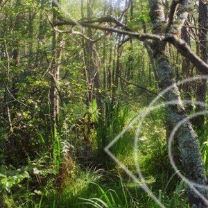Sumpskog