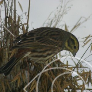 Fågel i julkärve