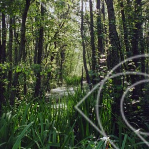 Sumpskog med gul svärdslilja 