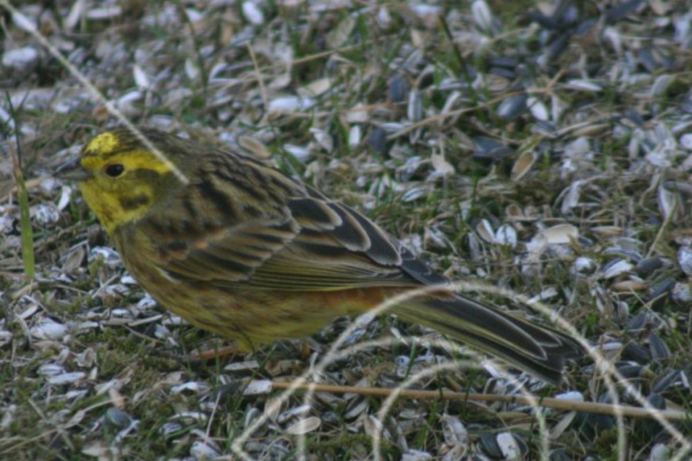 Fågel vid matplats