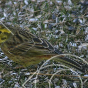 Fågel vid matplats