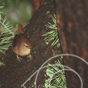 Småfågel i granskogen