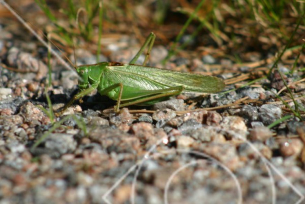 Vårtbitare