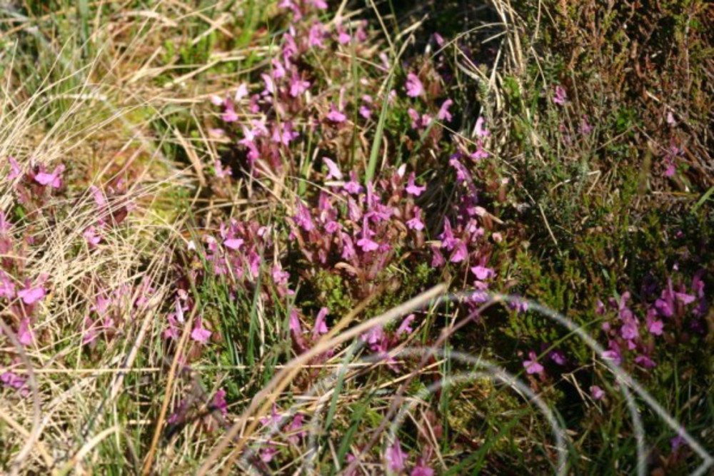 Rosa små blommor