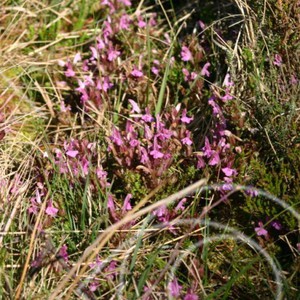 Rosa små blommor