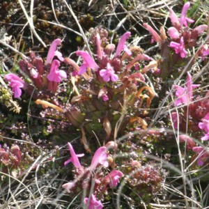 Pedicularis sylvatica