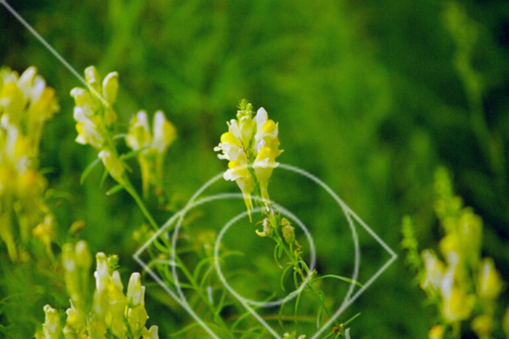 Linaria vulgaris
