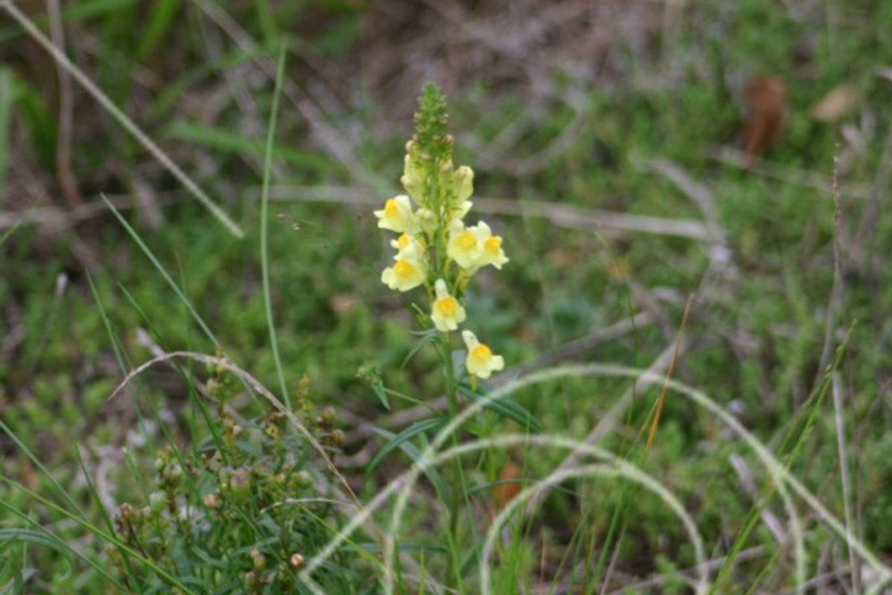 Vacker gul blomma