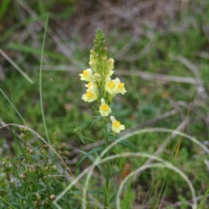 Vacker gul blomma