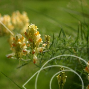 Linaria vulgaris
