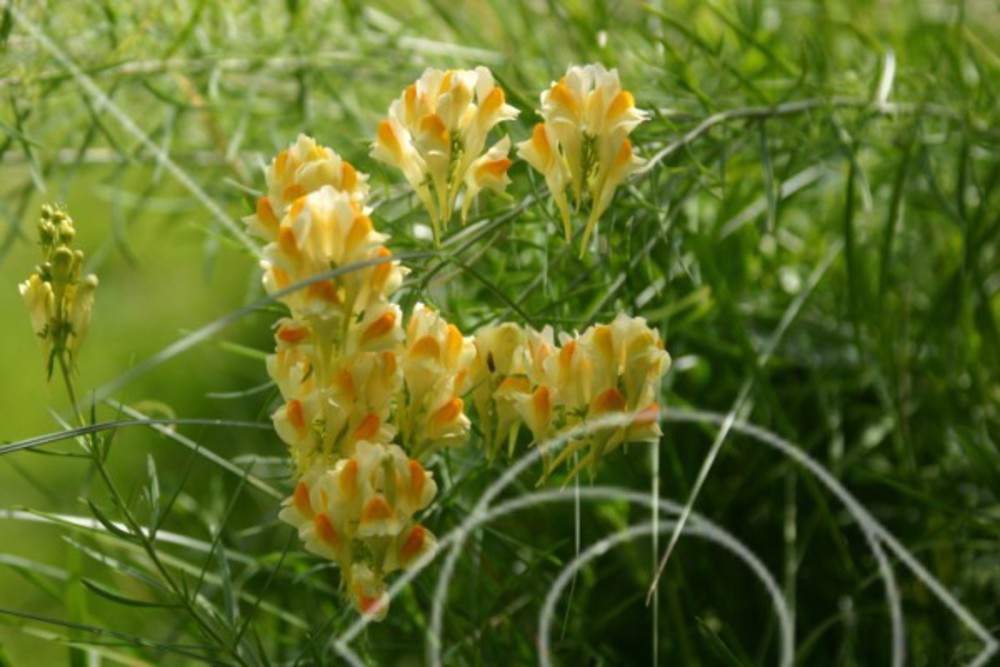 Linaria vulgaris