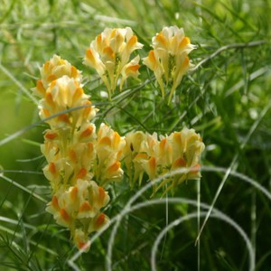 Linaria vulgaris