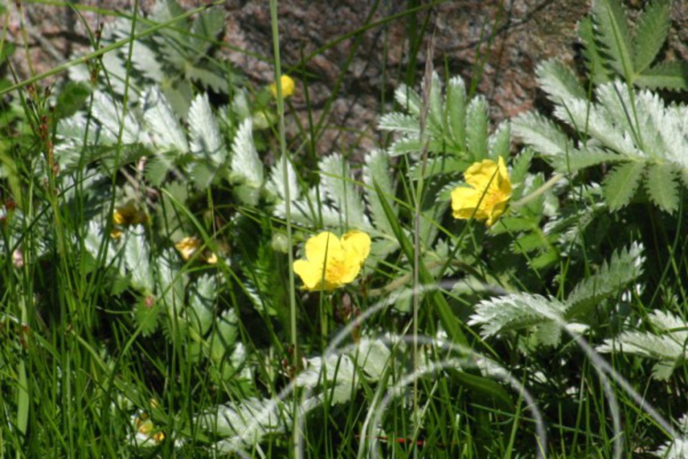 Gässens lilla gula blomma