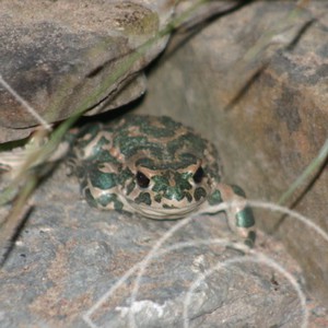 Bufo viridis