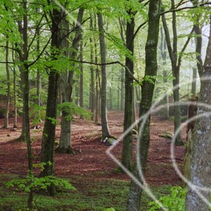 Bokskog