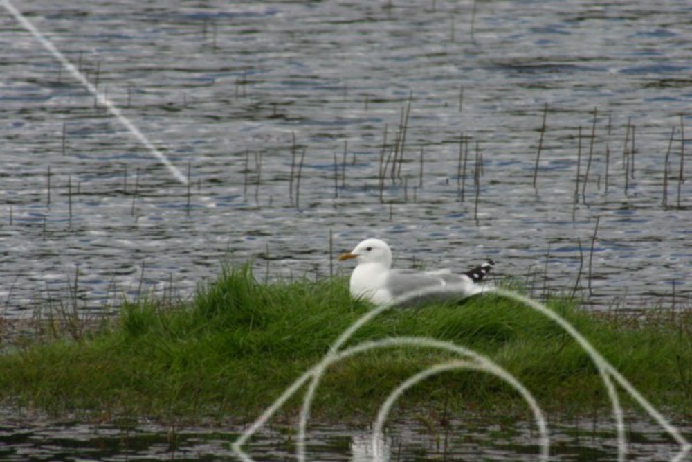 Ruvande fiskmås
