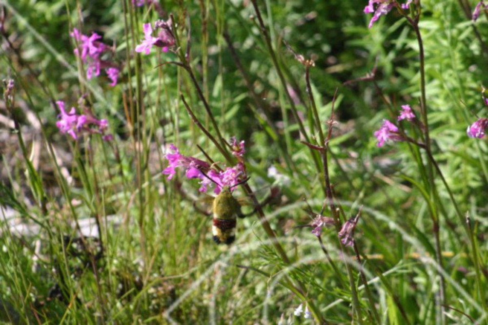 Hemoris fuciformis