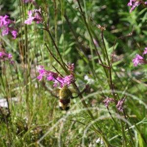 Hemoris fuciformis