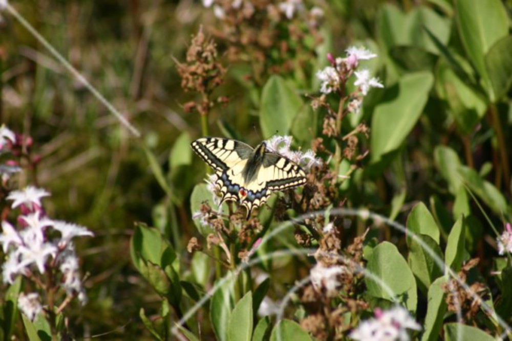Myrmarkernas stora glidflygare