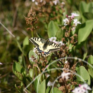 Myrmarkernas stora glidflygare
