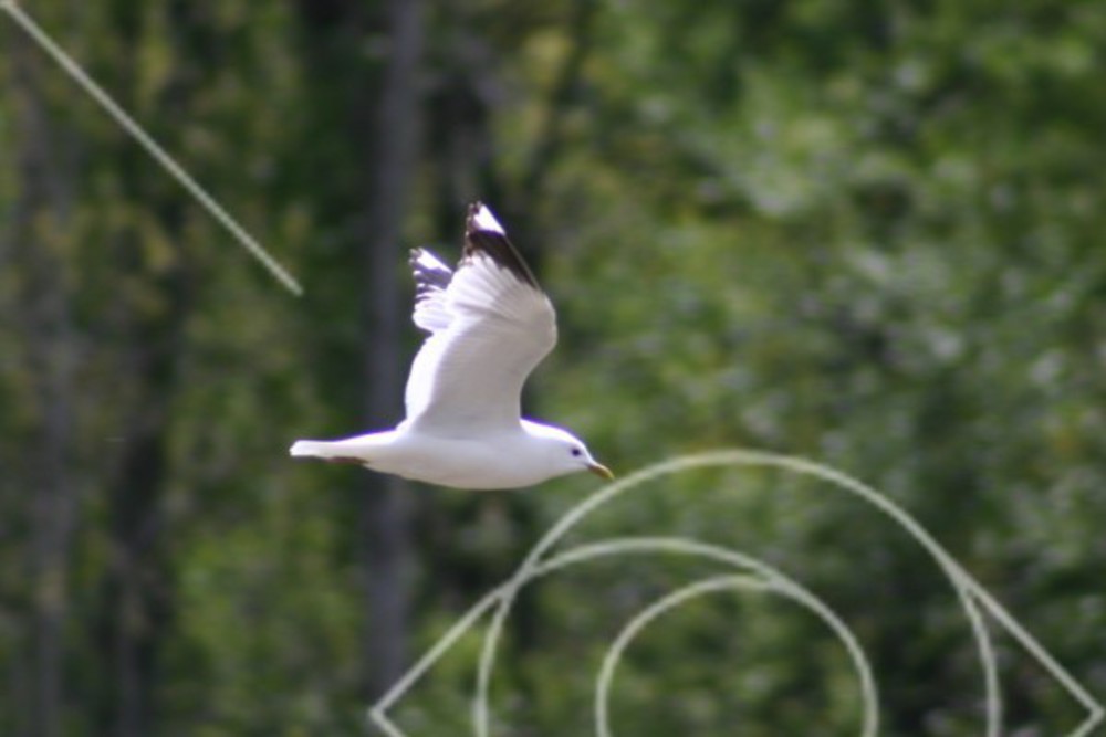 Fiskmås vid Tjärnskogen