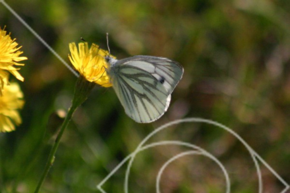Pieris napi