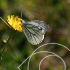 Pieris napi