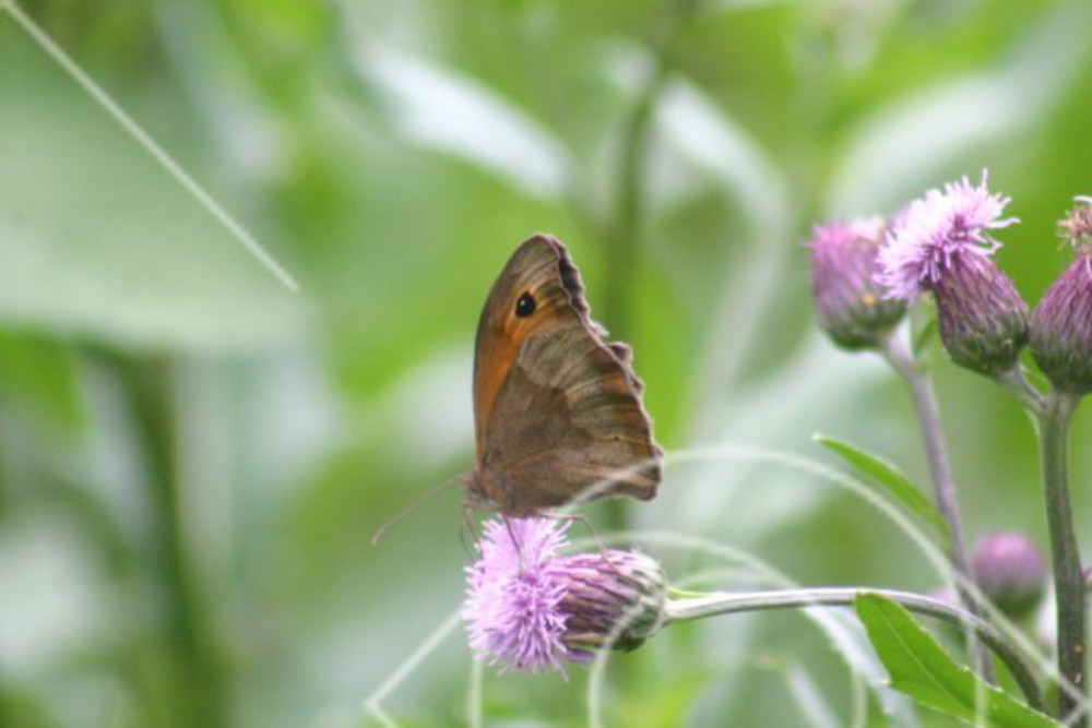 Blomrika gräsmarker