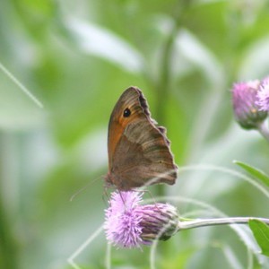 Blomrika gräsmarker