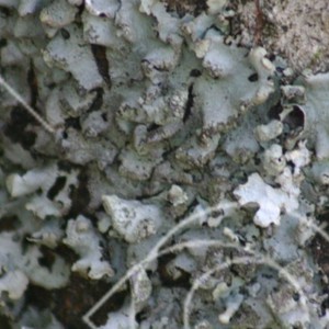 Occeaniska lavarter