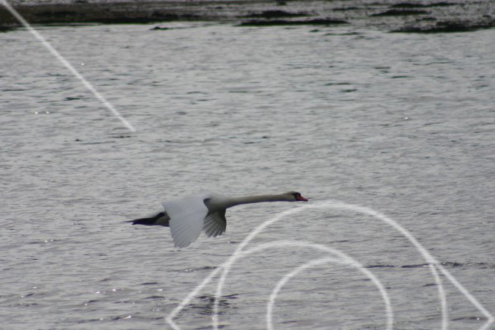 Flygande svanar