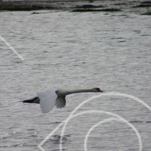 Flygande svanar