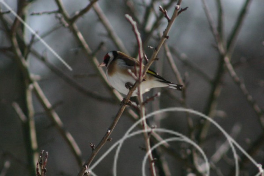 Färggrann fågel