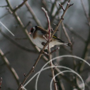 Färggrann fågel