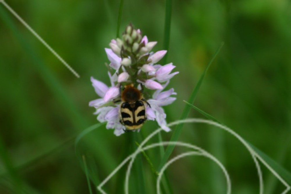Nektarsugande insekter
