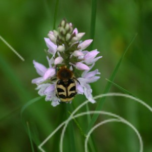 Nektarsugande insekter