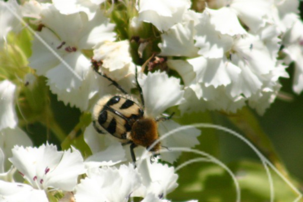 Skalbagge på blomma