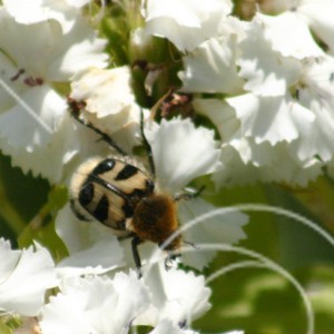 Skalbagge på blomma