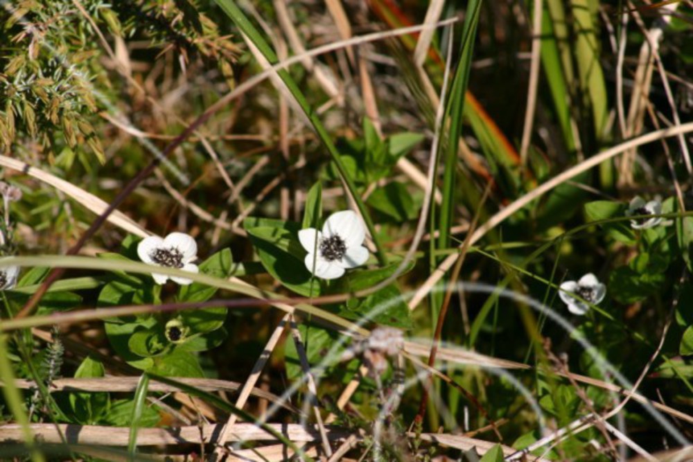 Skogsblommor