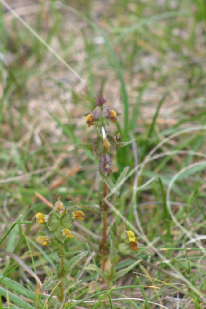 Strandängarnas blommor