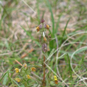 Strandängarnas blommor