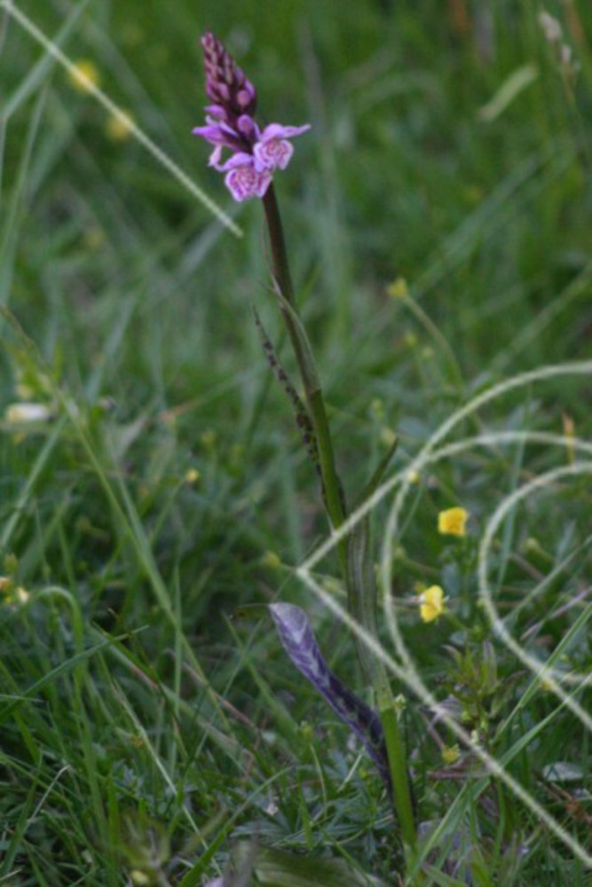 Orkideér