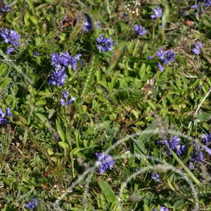 Blålila små blommor