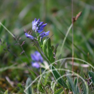 Vackra blå blommor