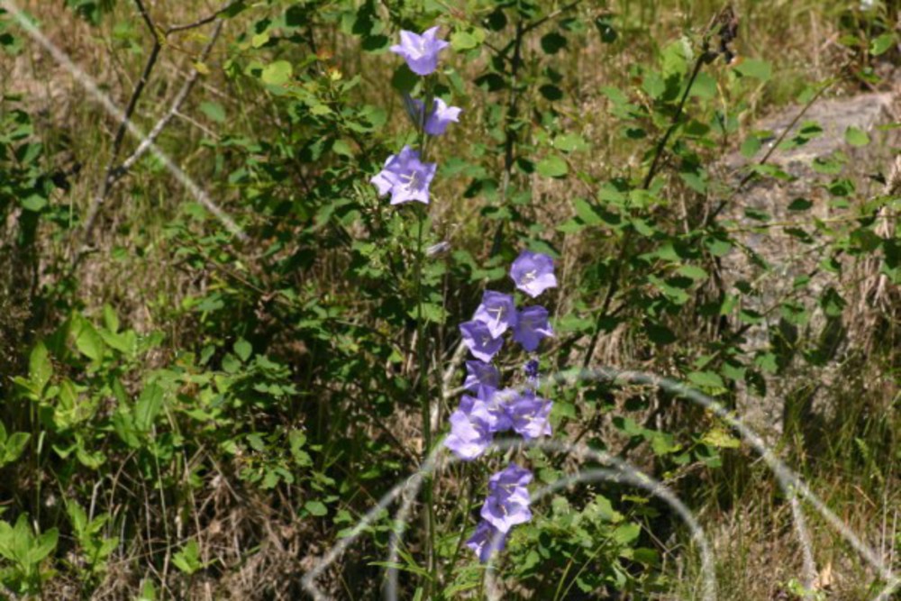 Violetta klockblommiga växter