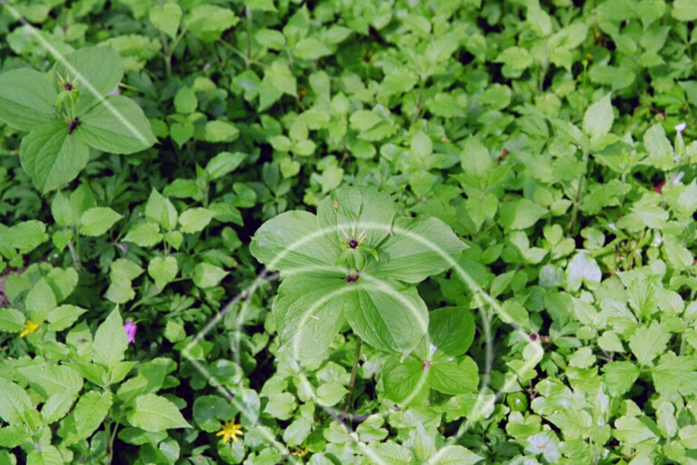Paris quadrifolia