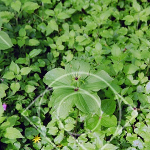 Paris quadrifolia