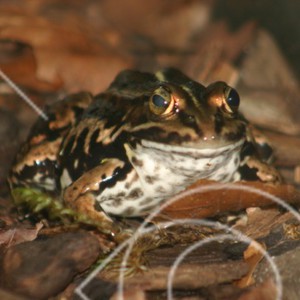 Rana lessonae
