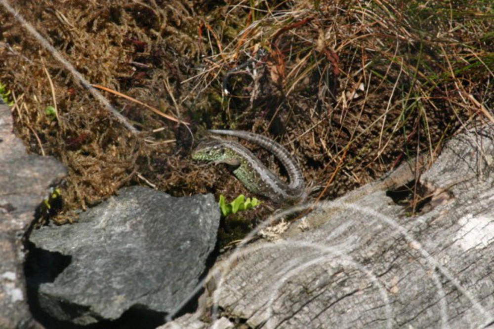 Lacerta agilis